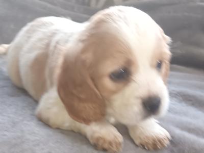 Cockaliver - Calvier King Charles x Cocker Spaniel puppies