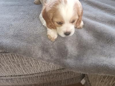 Cockaliver - Calvier King Charles x Cocker Spaniel puppies