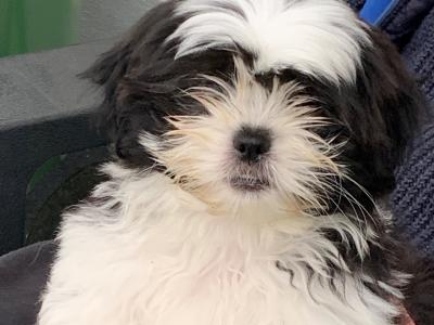 Beautiful Shih Tzu puppies in Kerry