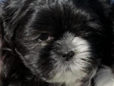 Beautiful Shih Tzu puppies in Kerry