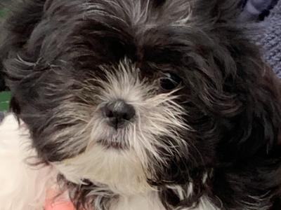 Beautiful Shih Tzu puppies in Kerry