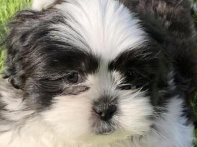 Beautiful Shih Tzu puppies in Kerry