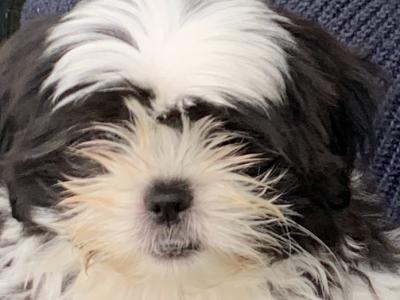 Beautiful Shih Tzu puppies in Kerry