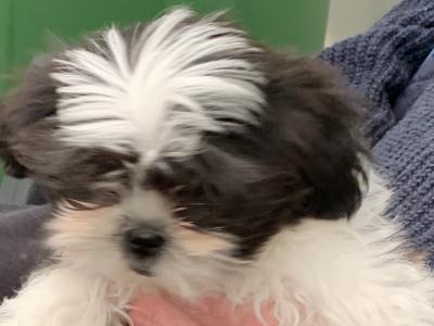 Beautiful Shih Tzu puppies in Kerry
