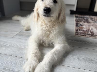 F1 Goldendoodle puppies in Wexford. Health Tested Parents 0871172514