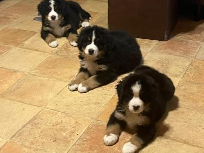IKC Registered (Pending) Bernese Mountain Dogs in Carlow