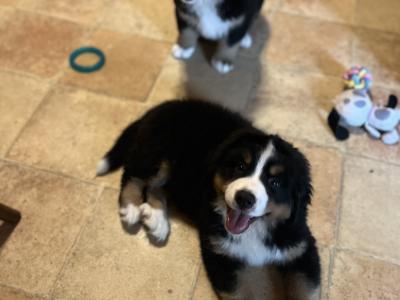 IKC Registered (Pending) Bernese Mountain Dogs in Carlow