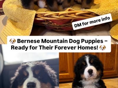 IKC Registered (Pending) Bernese Mountain Dogs in Carlow