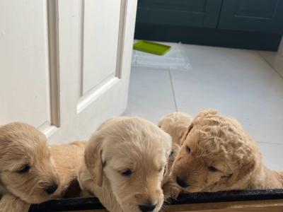 Female Goldendoodle puppies in Kildare