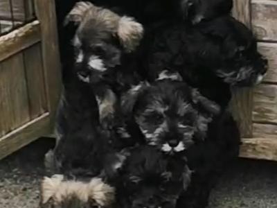 IKC Registered(pending) Schnauzer puppies for sale in Mayo