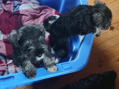 IKC Registered(pending) Schnauzer puppies for sale in Mayo