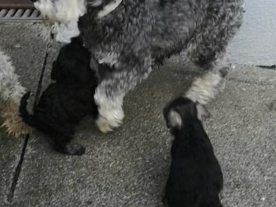 IKC Registered(pending) Schnauzer puppies for sale in Mayo