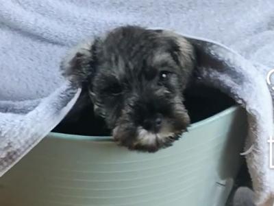 IKC Registered(pending) Schnauzer puppies for sale in Mayo