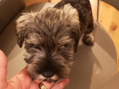 IKC Registered(pending) Schnauzer puppies for sale in Mayo