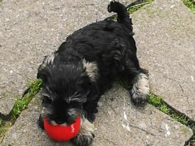 IKC Registered(pending) Schnauzer puppies for sale in Mayo