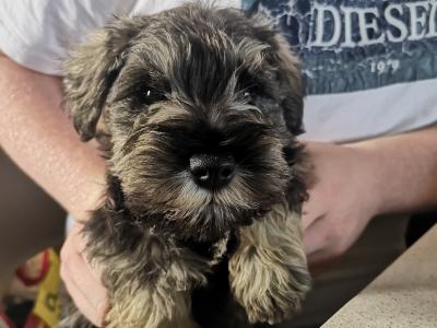 IKC Registered(pending) Schnauzer puppies for sale in Mayo