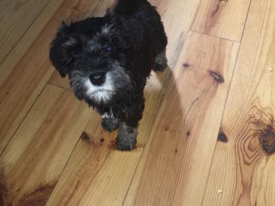 IKC Registered(pending) Schnauzer puppies for sale in Mayo