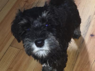 IKC Registered(pending) Schnauzer puppies for sale in Mayo