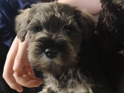 IKC Registered(pending) Schnauzer puppies for sale in Mayo