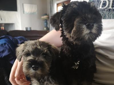 😍Beautiful Pedigree IKC Registered(pending) Schnauzer puppies for sale in Mayo ❤️(Miniature)
