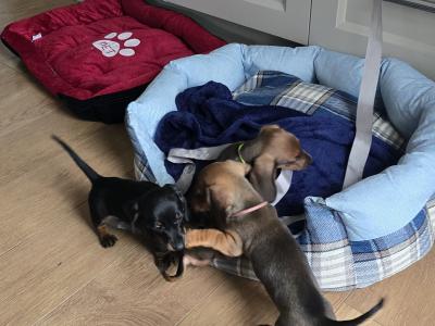 IKC Registered Miniature Smooth Dachshund puppies in Kildare