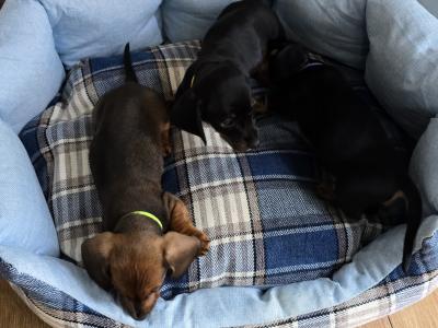 IKC Registered Miniature Smooth Dachshund puppies in Kildare