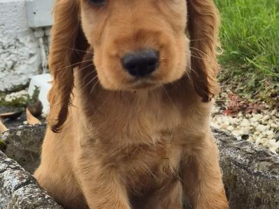 Golden Cocker Spaniel puppies in Kilkenny