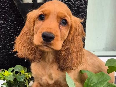 Golden Cocker Spaniel puppies in Kilkenny