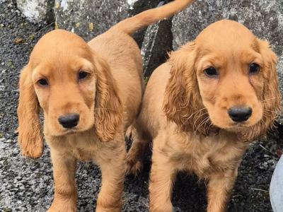 Golden Cocker Spaniel puppies in Kilkenny