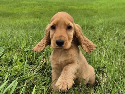 Golden Cocker Spaniel puppies in Kilkenny