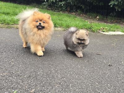 Exclusive Tiny Teddy Bear IKC Registered Pomeranian puppies in Tipperary
