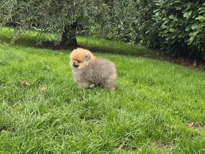 Exclusive Tiny Teddy Bear IKC Registered Pomeranian puppies in Tipperary