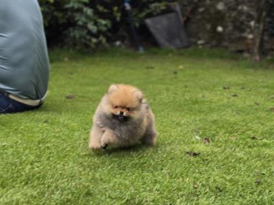 Exclusive Tiny Teddy Bear IKC Registered Pomeranian puppies in Tipperary