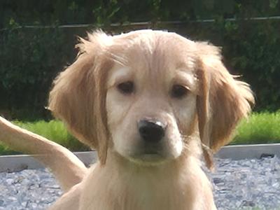 Irish Golden Retriever puppies in Limerick
