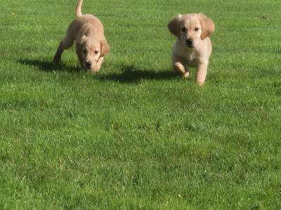 Irish Golden Retriever puppies in Limerick