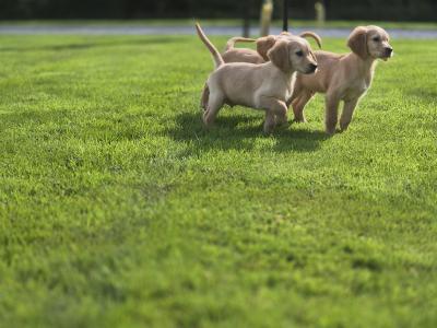 Irish Golden Retriever puppies in Limerick