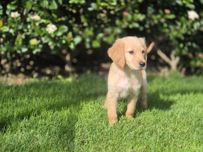 Irish Golden Retriever puppies in Limerick