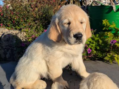 Find your New Best Friend- Golden Retriever puppies for sale