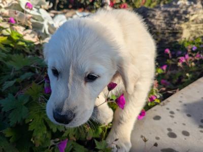 Find your New Best Friend- Golden Retriever puppies for sale