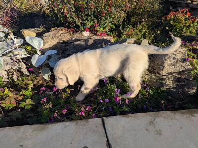Find your New Best Friend- Golden Retriever puppies for sale