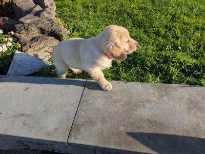 Find your New Best Friend- Golden Retriever puppies for sale