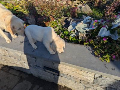 Find your New Best Friend- Golden Retriever puppies for sale