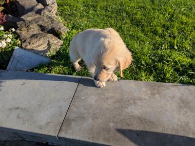 Find your New Best Friend- Golden Retriever puppies for sale
