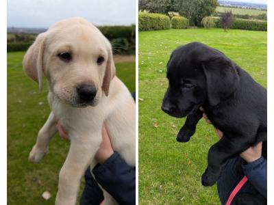 Purebred IKC registered Labrador puppies