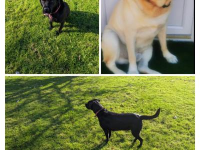 Purebred IKC registered Labrador puppies
