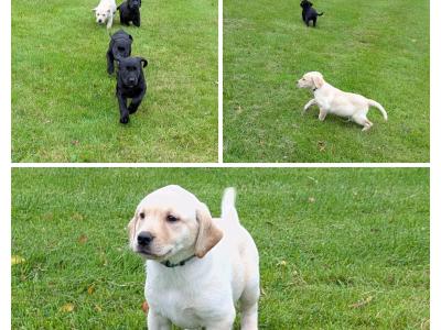 Purebred IKC registered Labrador puppies