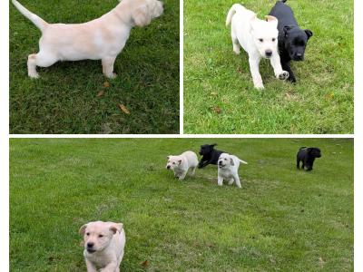 Purebred IKC registered Labrador puppies