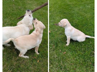 Purebred IKC registered Labrador puppies