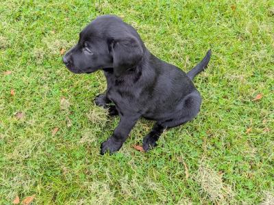 Purebred IKC registered Labrador puppies