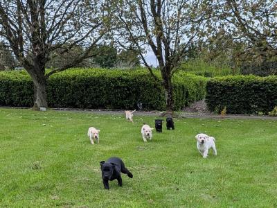 Purebred IKC registered Labrador puppies